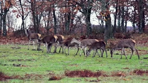 Herd of deers in the forest Video stock 216041160