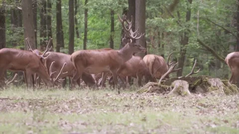Herd of deers in forest Stock Footage 246275046