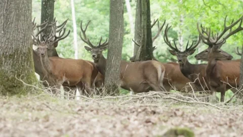 Herd of deers in forest Stock Footage 246275510