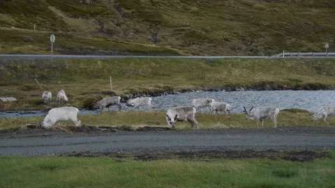 Herd of Deers Near Norwegian Road Stock Footage
