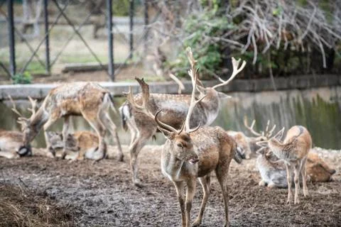 Herd of deers in Sofia zoo Foto stock