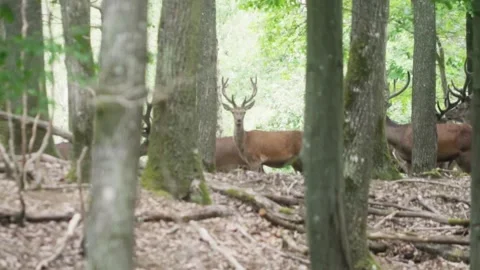 Herd of deers walking in forest Stock Footage 246275489