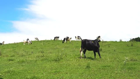 A herd of diary farm cows on a green field on a sunny summer day Stock Footage 128172585