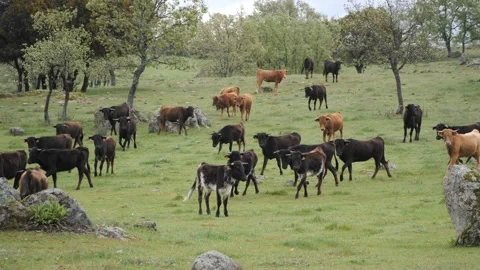 Herd of different age and colour spanish bulls in a meadow.   Stock Footage 153465015