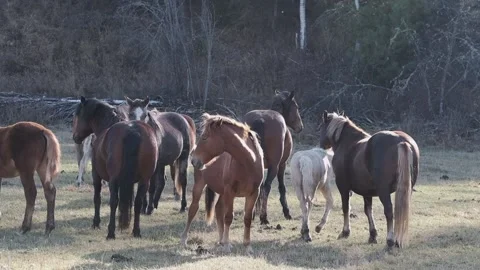 A herd of different breeds standing together near the forest Stock Footage 233516129