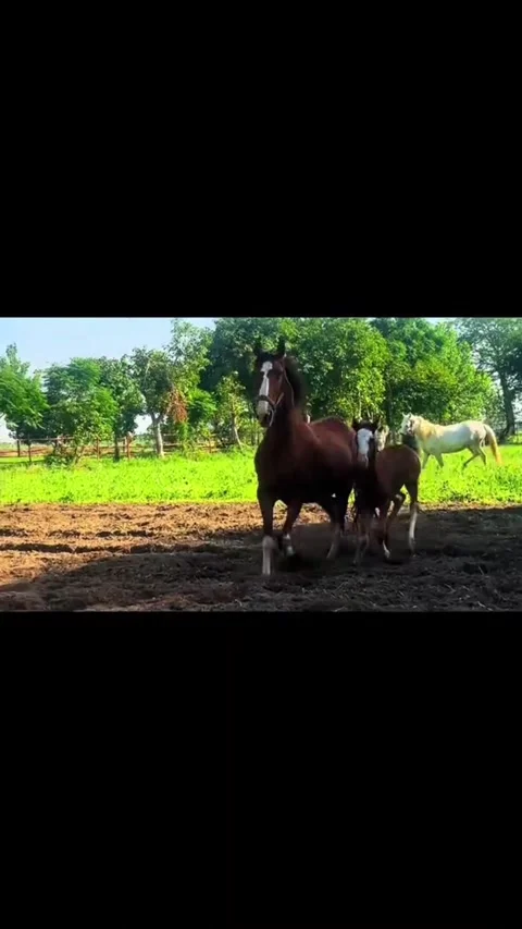 Herd of Different Colored Horses Grazing on Rural Ranch. Vídeos de archivo 335606338