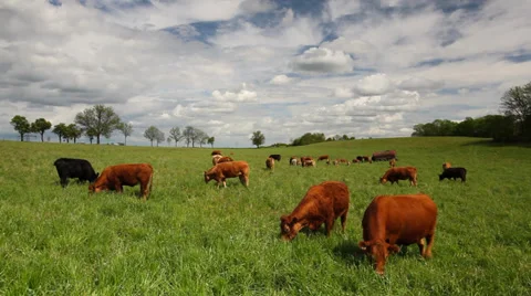 The herd of different cows Stock Footage 38872127