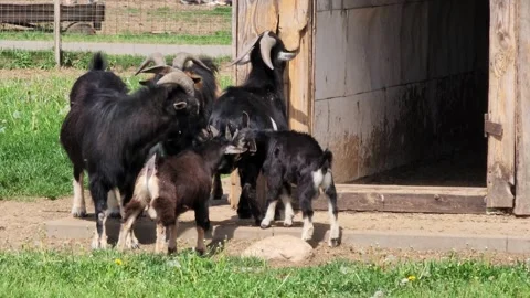 Herd of different goats grazing in meadow together mating in the farm. Stock-Footage 302445914