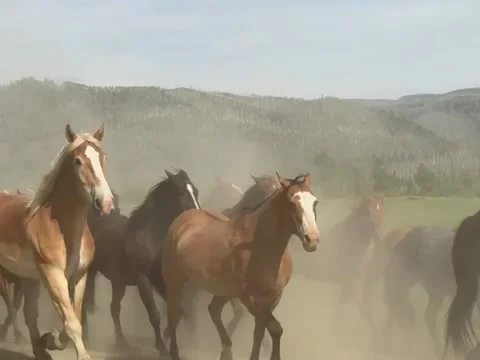 Herd of Diverse Horses Galloping Wildly Through Dust Cloud Stock Footage 339880181