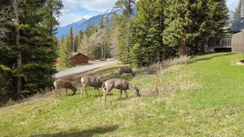 Herd Of Doe In The Mountains Stock Footage 195855567