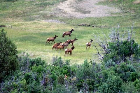 Herd of Does Stock Photos