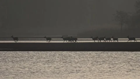 Herd of does wading through shallow lake at sunrise seen in silhouette agai.. Stock Footage 334036688