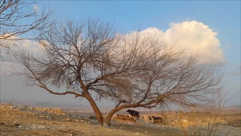Herd Of Domestic Cows Going Back To Farm At The End Of Day, Timelapse Video stock 264029930