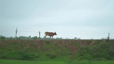 Herd of domesticated cows returning home on a overcast day in evening in india Stock Footage 313984951
