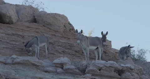 A herd of Donkey on a cliff Stock Footage 138713414