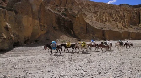 Herd of donkeys carrying luggage through mountainous region Stock Footage 62923904