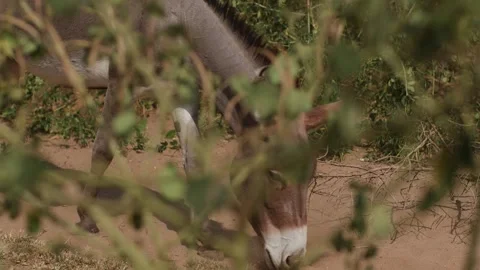 Herd of donkeys goes in long rows along rocky road surrounded by trees in africa 動画素材 311040153