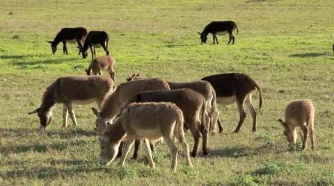 Herd of donkeys on meadow Stock Footage 56433689