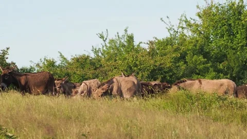 Herd of donkeys returning from the pasture Stock Footage 310725553