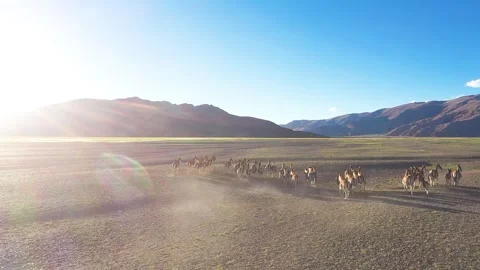 Herd of donkeys running and migrating under natural light Stock-Footage 243017021