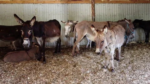 Herd of donkeys stand inside paddock. Many donkeys at donkey farm. Stock Footage 192246219