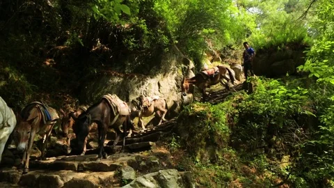 Herd of donkeys walking down a green hill and boy following at the end Stock Footage 77445694