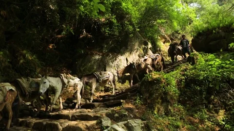 Herd of donkeys walking down a hill with green bushes surrounding the pathway Stock Footage 77445650