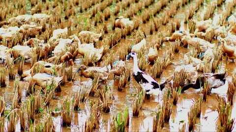 A Herd of Ducks Bathing and Eating in a Paddy Field in Indonesia Video stock 311296763