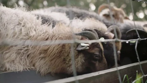 A herd of Dutch Heath sheep eating on an early morning Stock Footage 85216494
