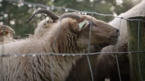 A herd of Dutch heath sheep waiting to be fed on an early morning Stock Footage 85216418