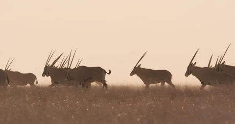 A herd of East African oryxes galloping through the grasslands Stock-Footage 279044541