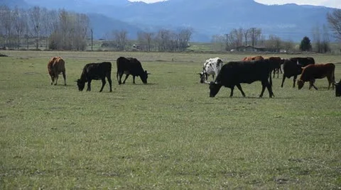 Herd eating Stock Footage 10916163
