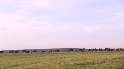 Herd of eland Stock Footage 27343698