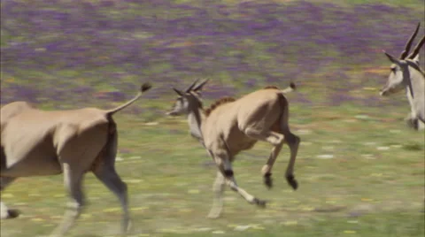 Herd of eland galloping over a grassy plain Stock Footage 27343579