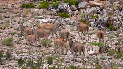 Herd of Eland with young Video stock 108792288