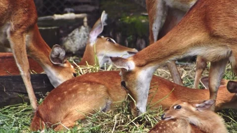 Herd of Eld's deer grazing grass in the field.african, alone, animal, anima.. Stock Footage 341345491