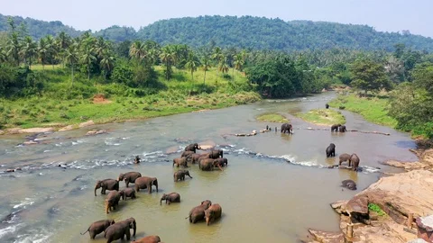 Herd of elephans playing in river in Sri Lanka Stock Footage 99775427