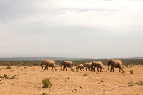 Herd of elephant on Africa savannah Stock Photos