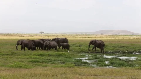Herd of elephant after river bath in Amboseli National Park. Stock Footage 78009359