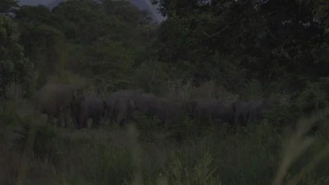 Herd of elephant back to jungle Stock Footage 293630741