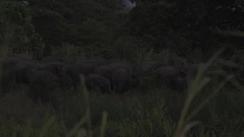 Herd of elephant back to jungle1 Stock Footage 293630560