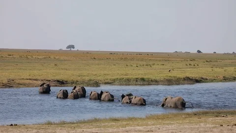 Herd of Elephant crossing Chobe River by swimming in Chobe Botswana Stock Footage 107284930