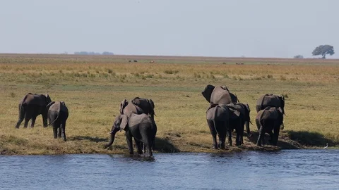Herd of Elephant crossing Chobe River by swimming in Chobe National Botswana Stock Footage 107285842