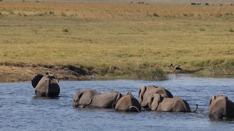 Herd of Elephant crossing Chobe River by swimming in Chobe Botswana Stock Footage 107285990