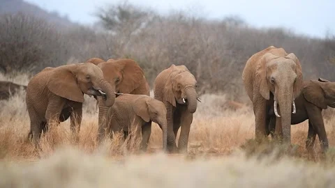 Herd of elephant drinking water from a small pond in the Savannah. 库存影片 332720187