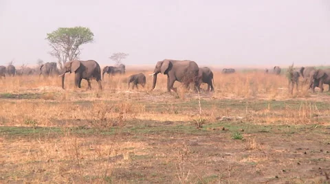 Herd of Elephant Stock Footage 62482383