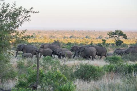 A herd of elephant Foto stock