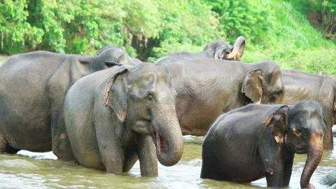 Herd elephant on the river Stock Footage 93146881