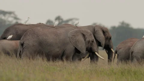 Herd of elephant walking in Amboseli, Kenya Stock Footage