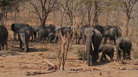 Herd of elephant walking through dry bush. Stock Footage 62743420